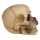 Figura Calavera Calavera y Rosas Moradas